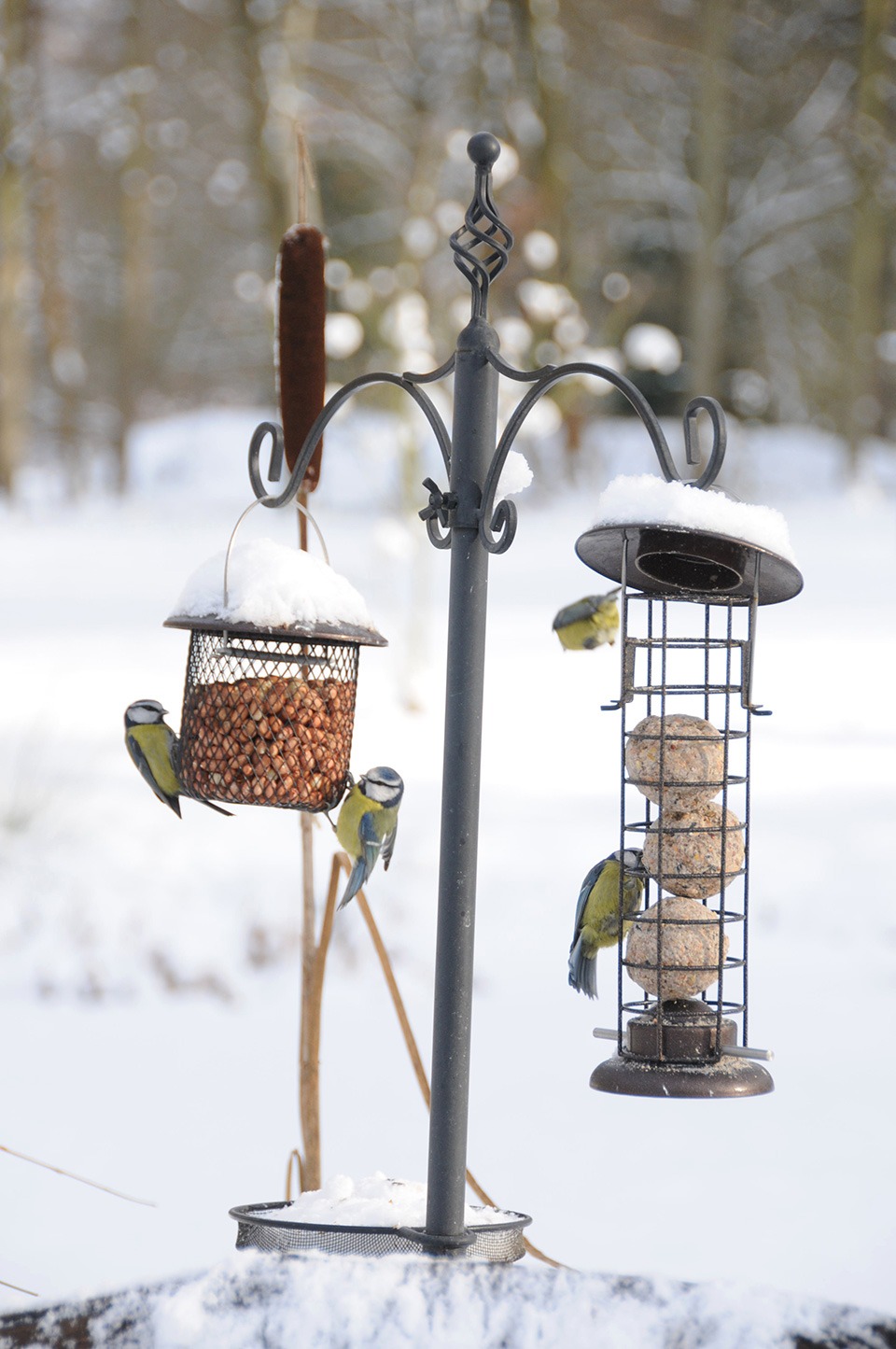 Bird Feeder in Winter
