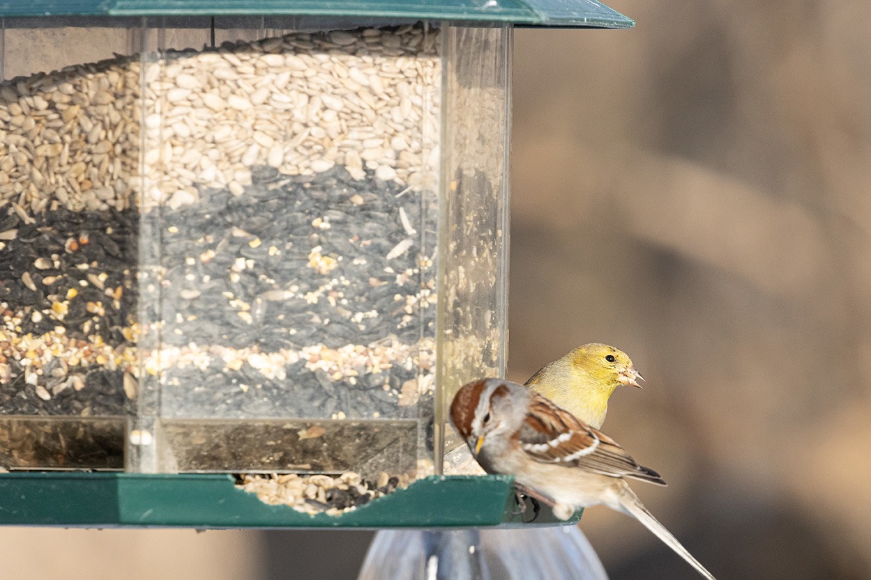 Birds feeding at bird feeder