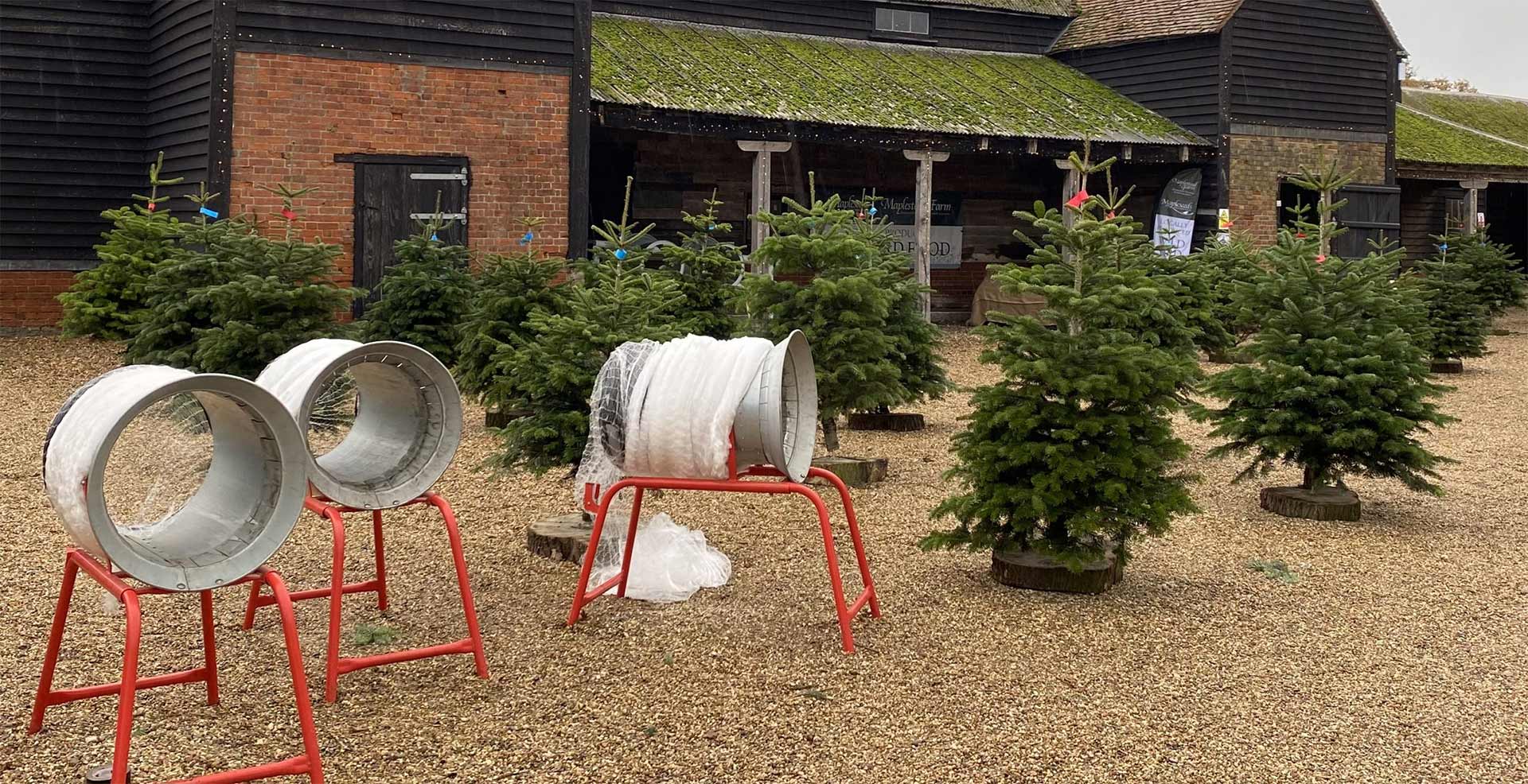 Maplestead Farm Christmas Trees