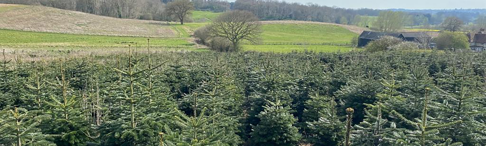 Maplestead Farm Christmas Trees